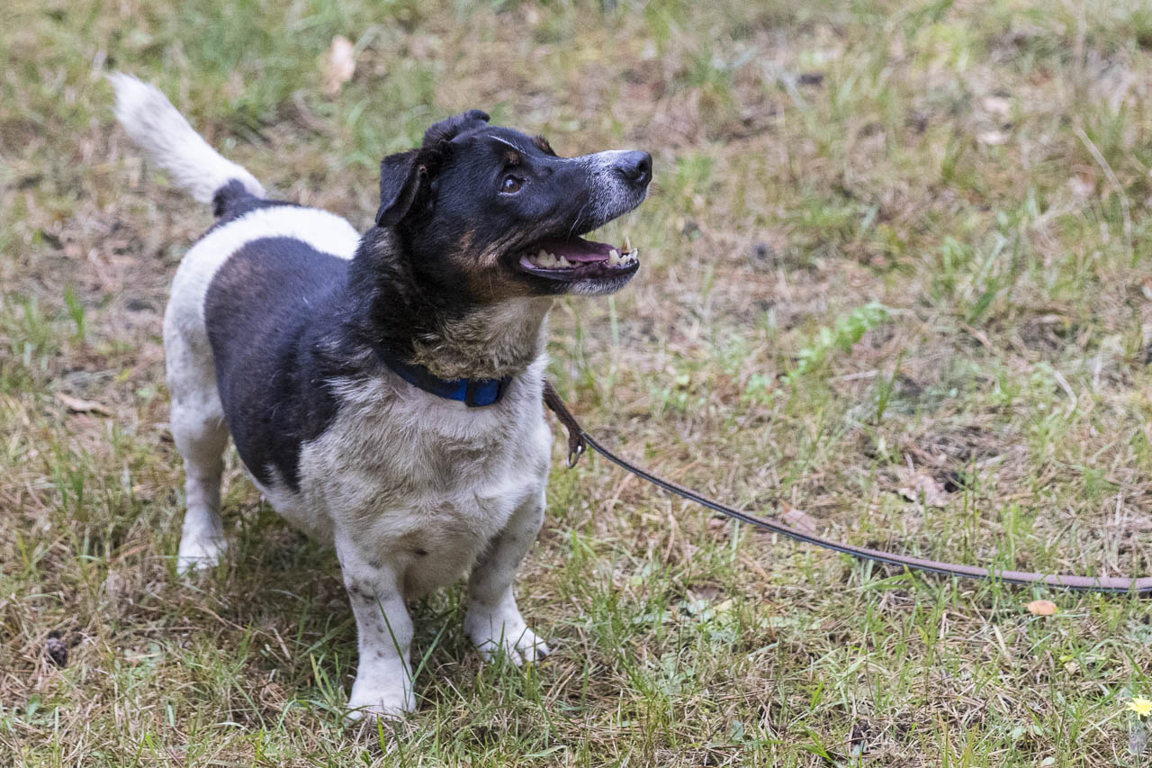 Tierheim Verlorenwasser Ein Hund in zwei Ausführungen
