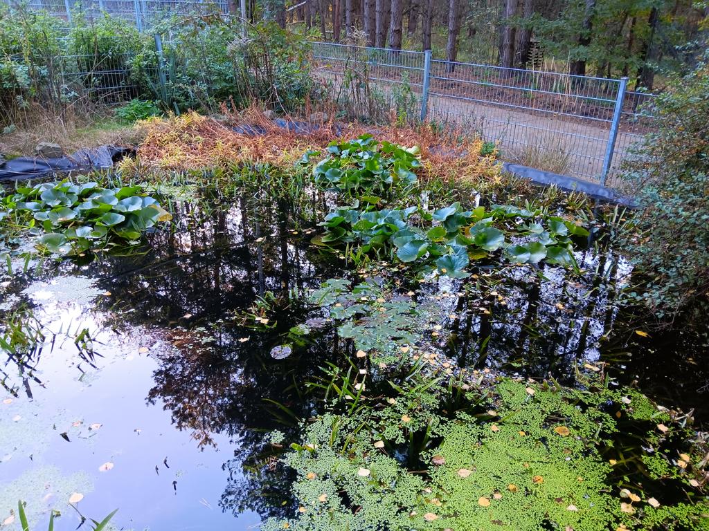 Teich im Waldtierheim Verlorenwasser in Brandenburg, bei Berlin