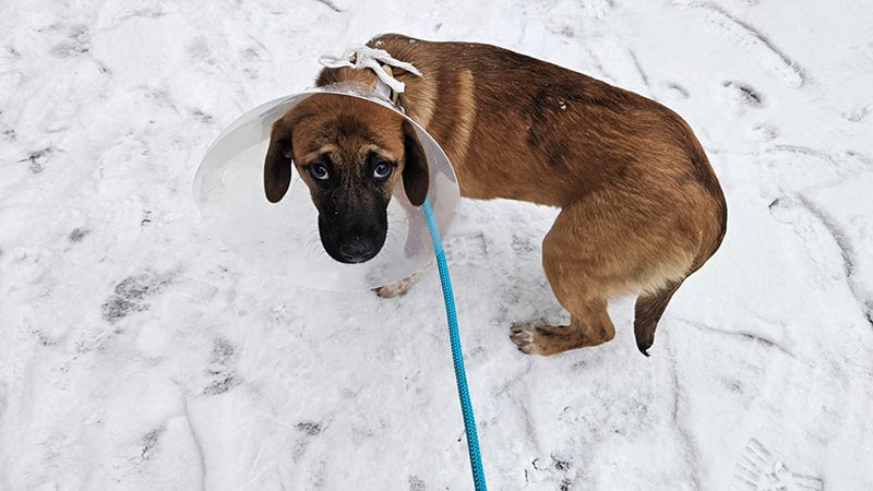 Op Tage im Tierheim Verlorenwasser 