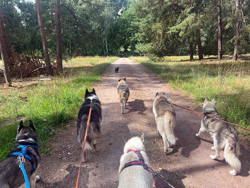 hunde wanderung 2025