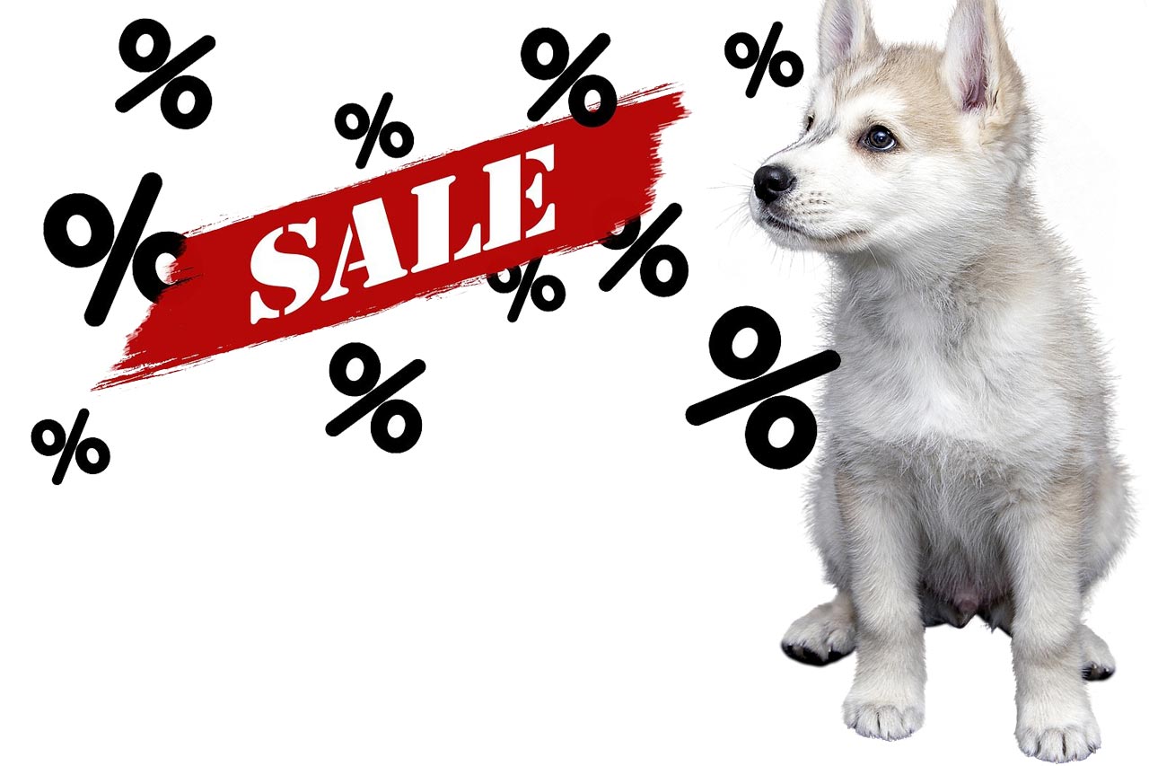 tierheim schnaeppchen