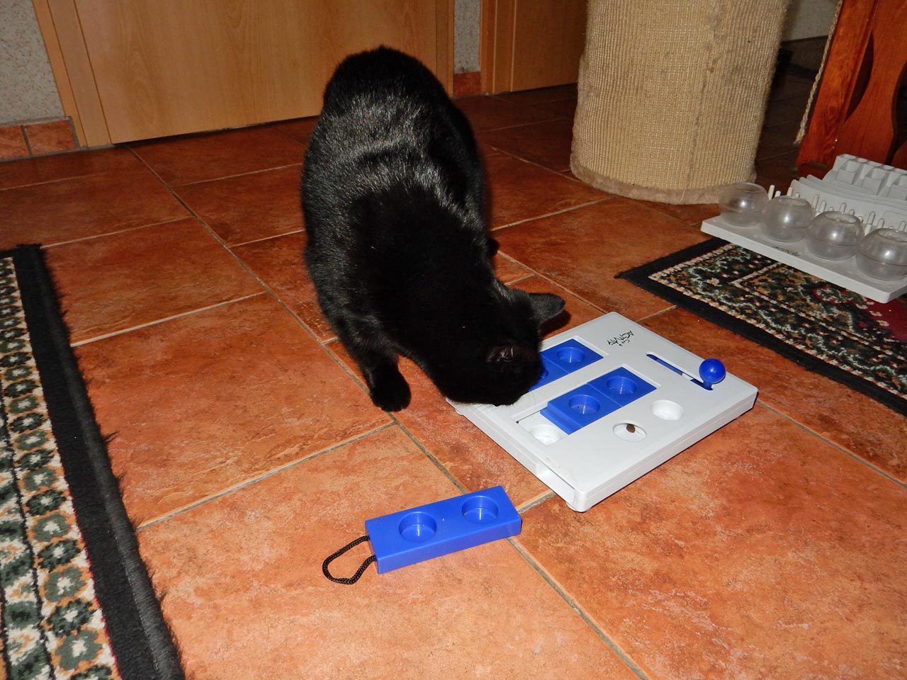 Sheela, Jacky und Blacky