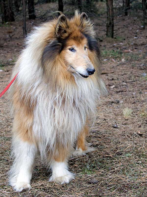 Collie