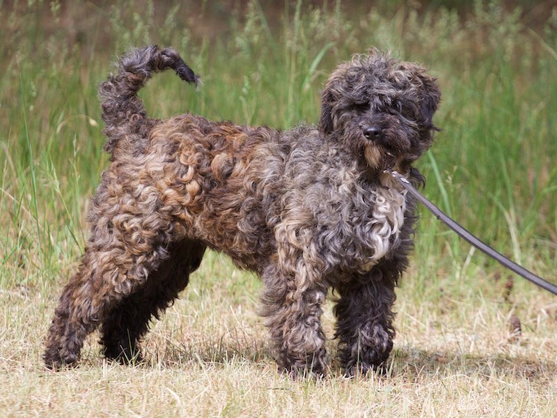 hunde im tierheim verlorenwasser
