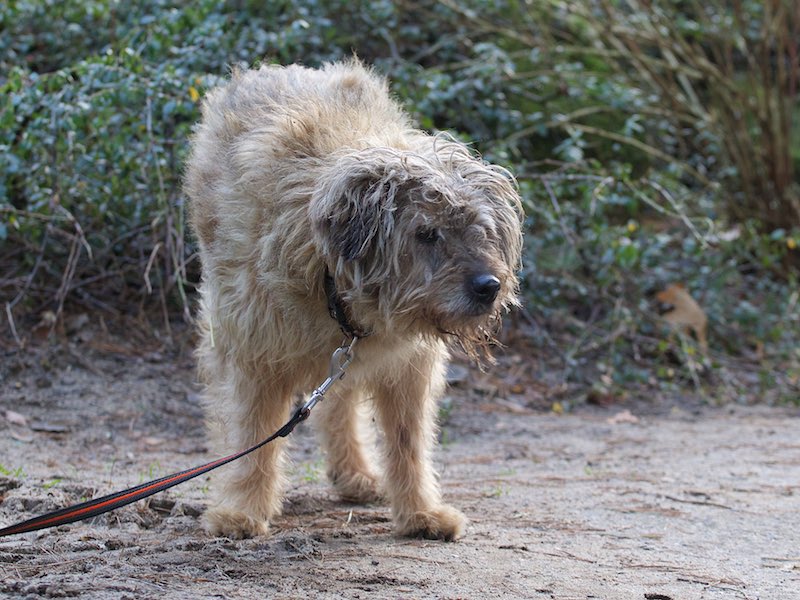 Tierheim Verlorenwasser Fest der Liebe auch für alte und kranke Tiere?