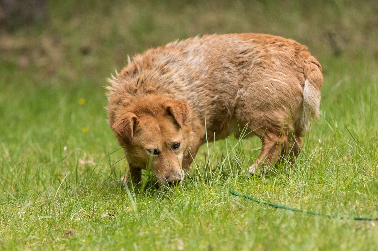 Tierheim Verlorenwasser Yariko