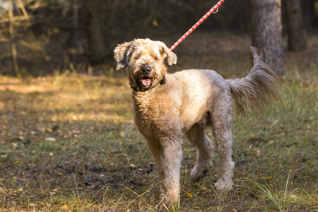 Tierheim Verlorenwasser Bruno