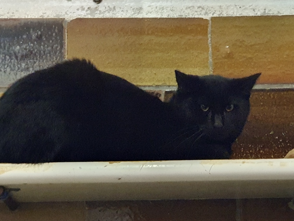 Tierheim Verlorenwasser Katzen Im Tierheim Verlorenwasser