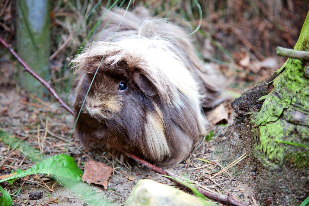 Meerschweinchen