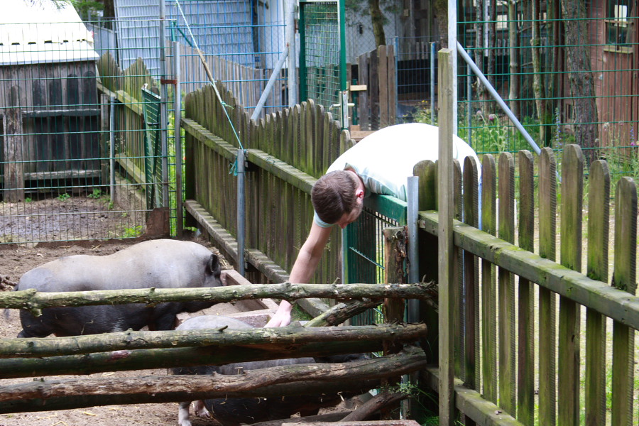 Auch Hängebauchschweine gibt es im Tierheim Verlorenwasser